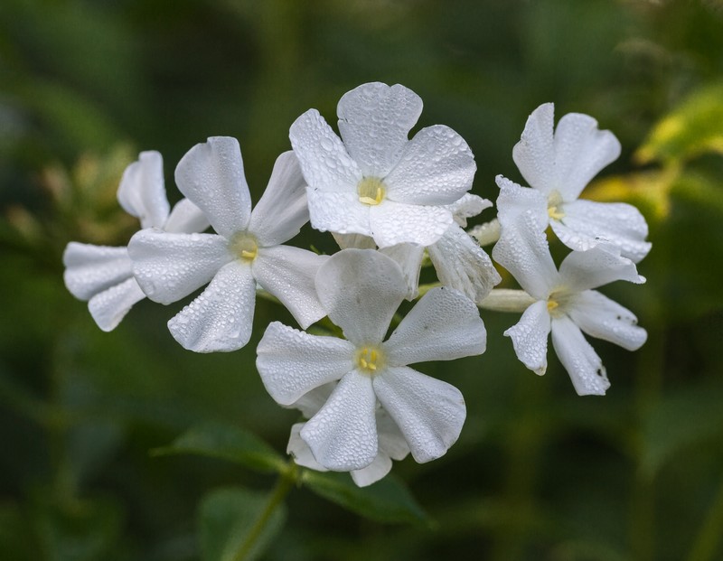 Fall Phlox photo 3