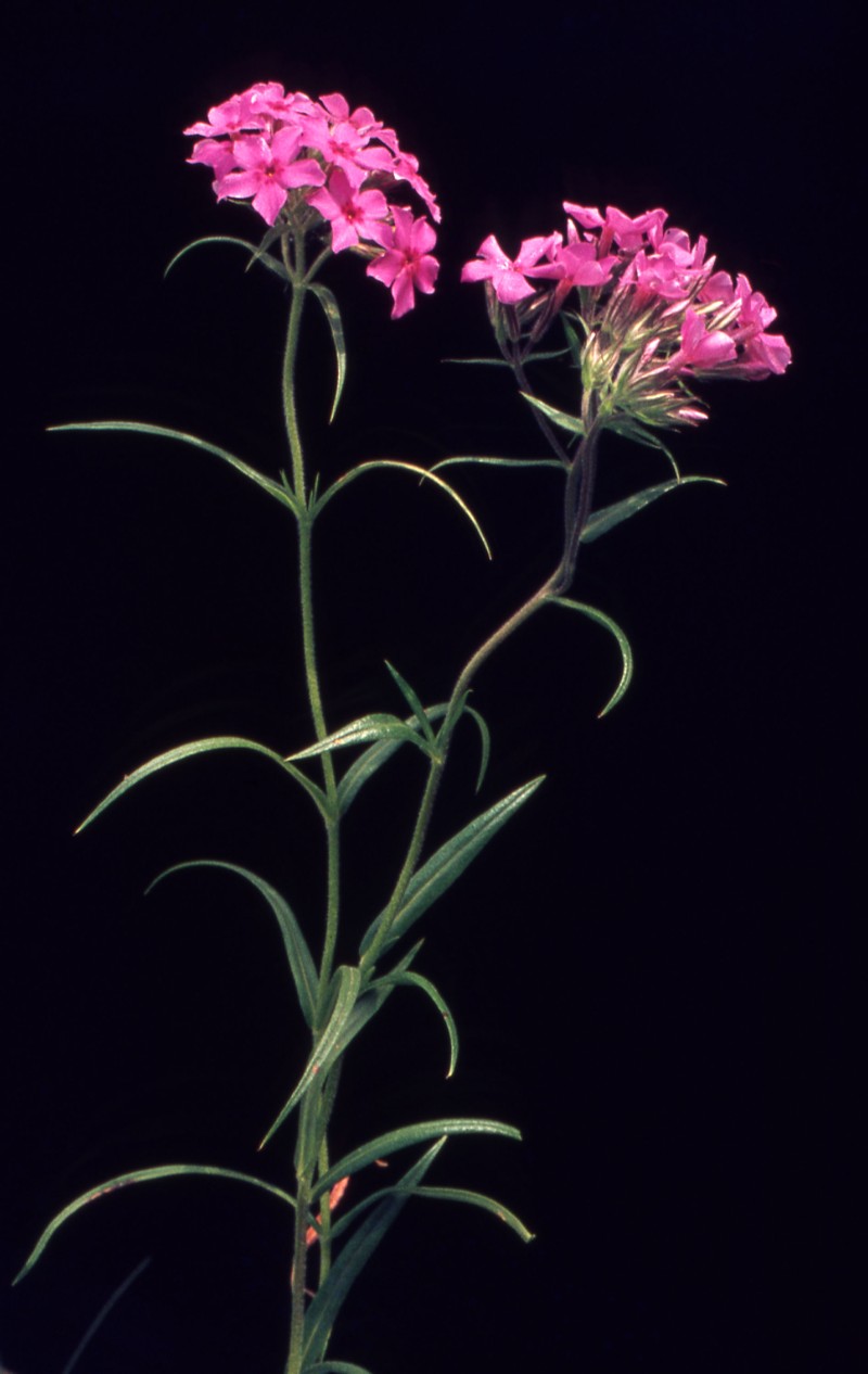 Downy Phlox photo 4