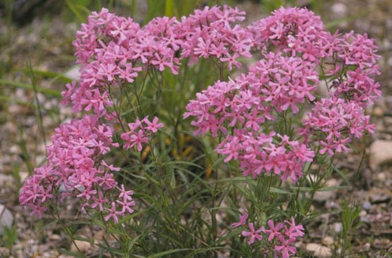 Downy Phlox photo 2