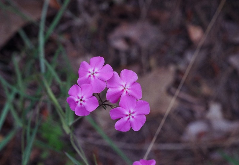 Downy Phlox photo 3
