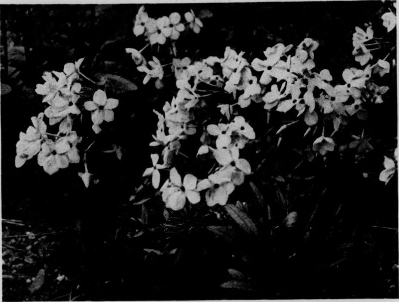 Phlox photo 4