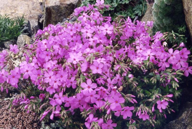 Phlox photo 2
