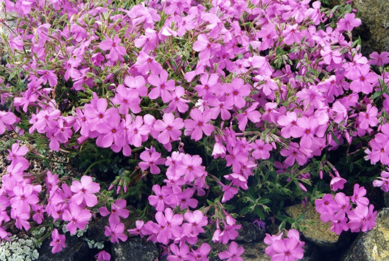 Phlox