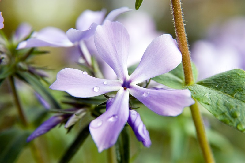 Alabama Phlox photo 2
