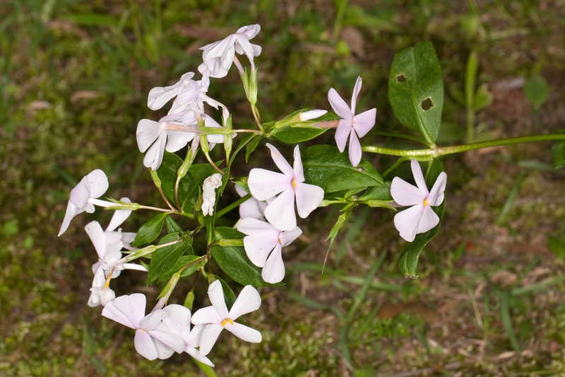 Alabama Phlox