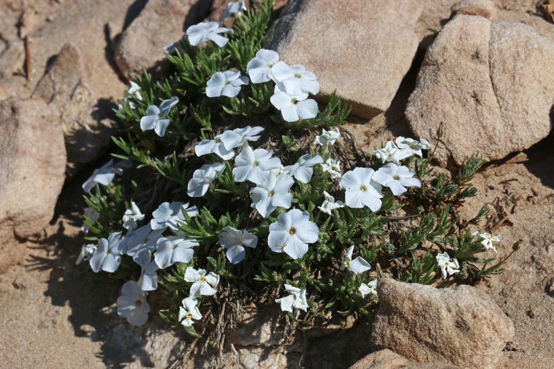 Cushion Phlox photo 5