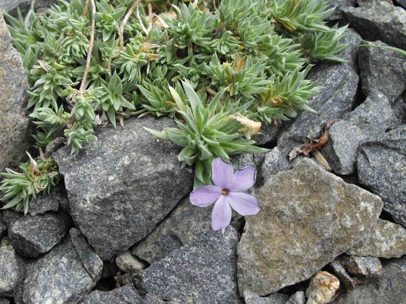 Cushion Phlox photo 2