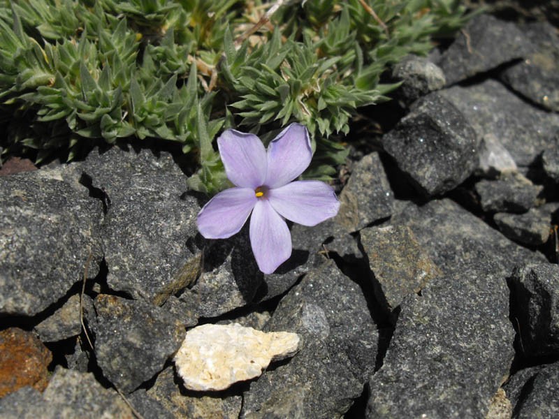 Cushion Phlox photo 3
