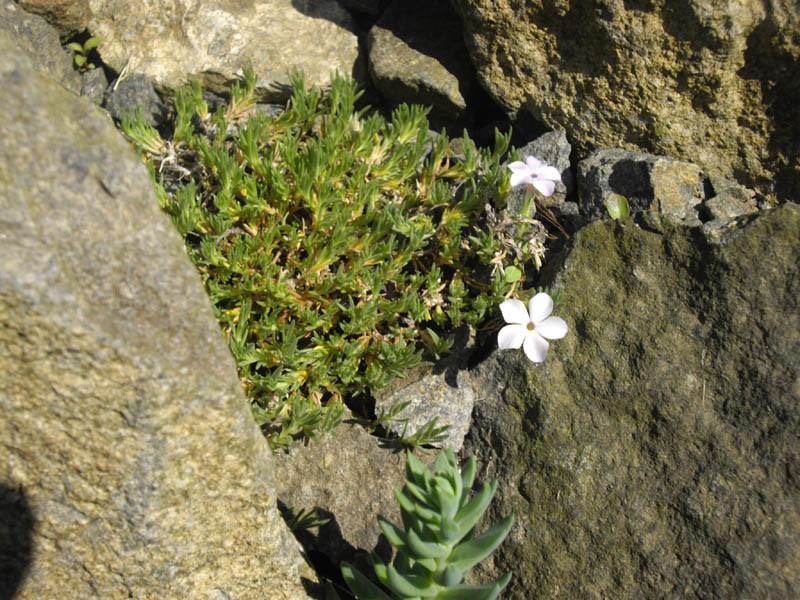 Cushion Phlox photo 4