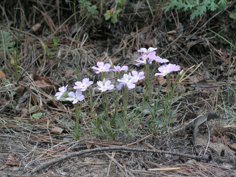 Siberian Phlox