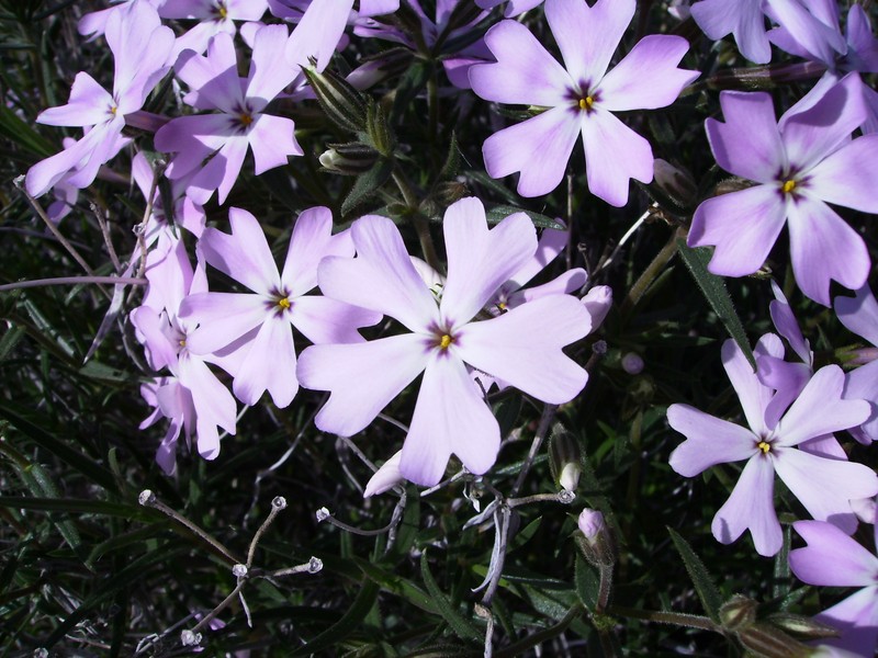 Showy Phlox photo 4