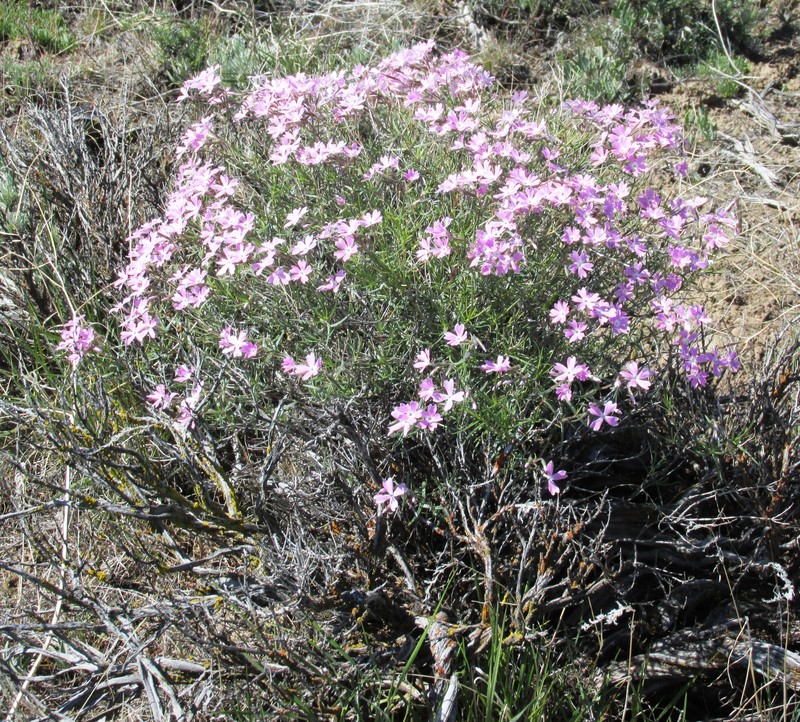 Showy Phlox photo 5