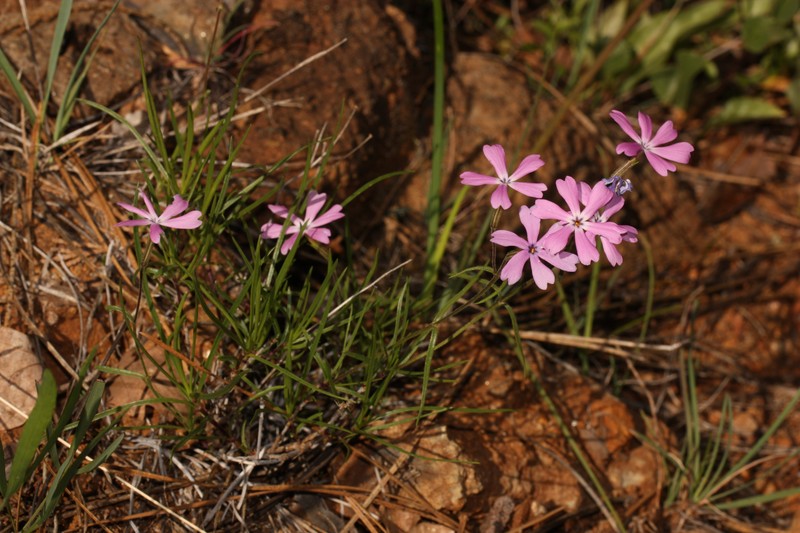 Showy Phlox photo 6