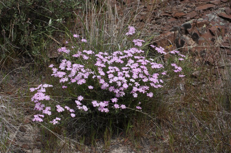Showy Phlox photo 2