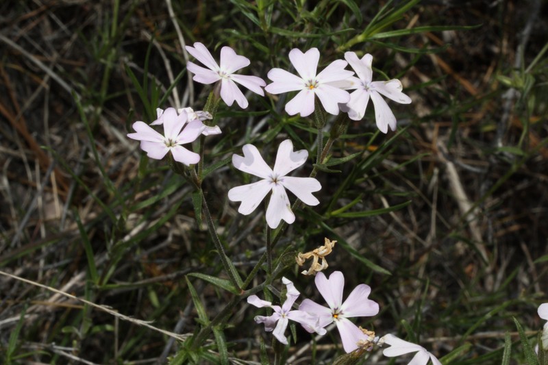 Showy Phlox photo 3