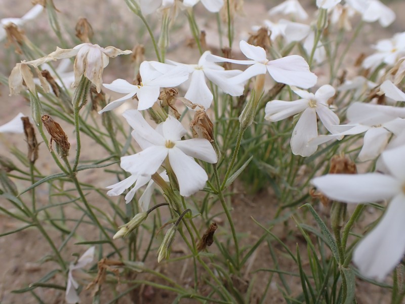 Cold-Desert Phlox photo 4
