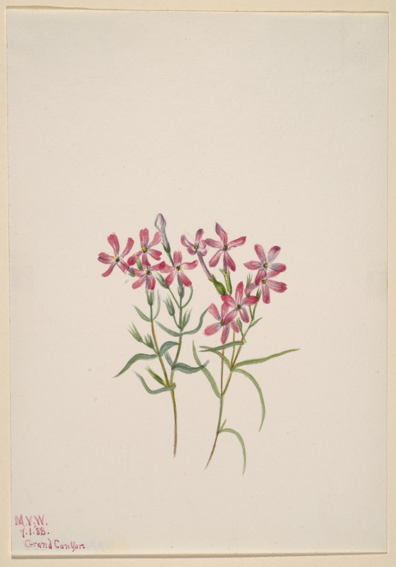 Cold-Desert Phlox photo 2