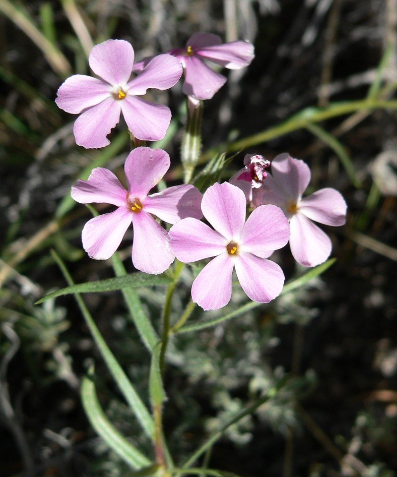 Cold-Desert Phlox photo 3
