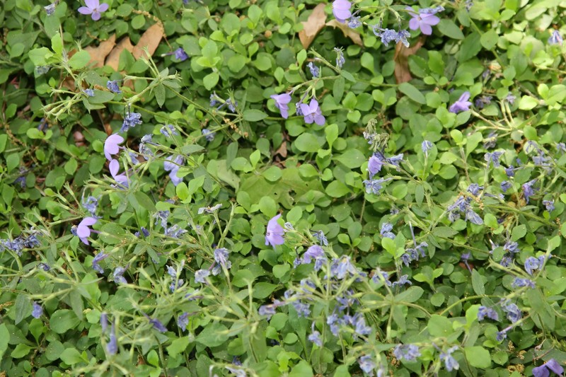 Creeping Phlox photo 4