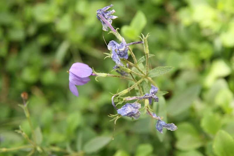 Creeping Phlox photo 2