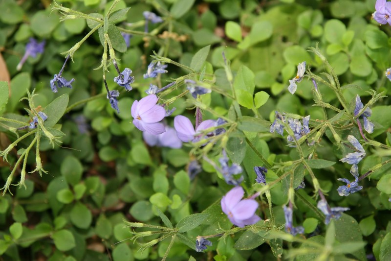 Creeping Phlox photo 3