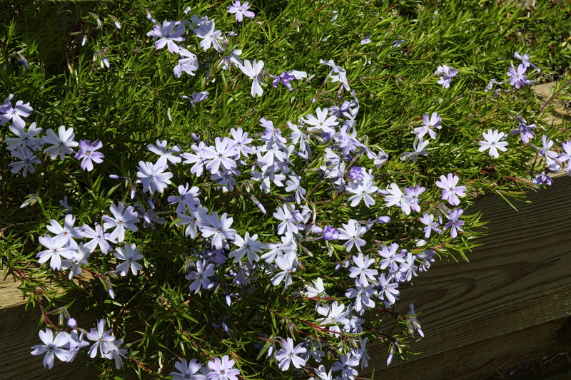 Moss Phlox photo 2