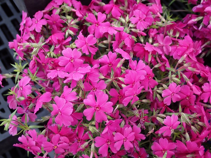 Moss Phlox photo 3