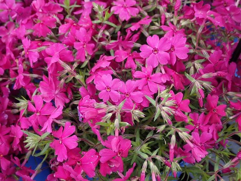 Moss Phlox photo 4