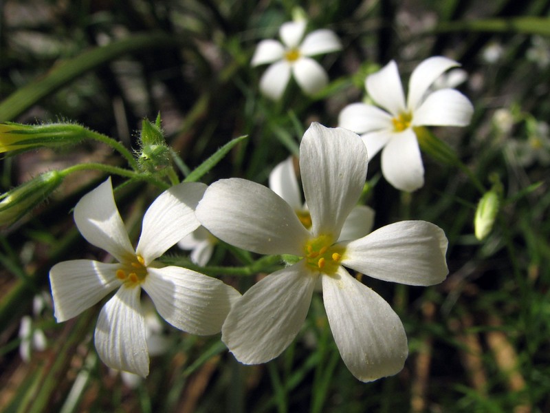 Santa Catalina Mountain Phlox photo 2