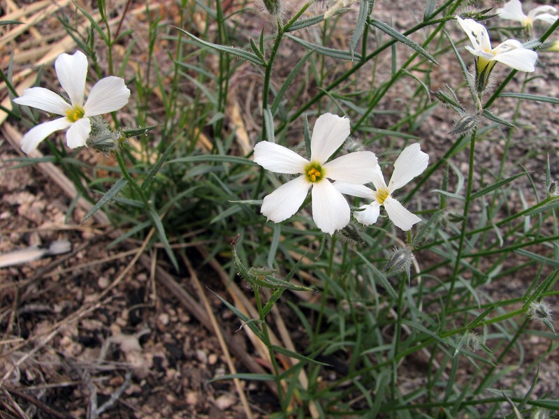 Santa Catalina Mountain Phlox