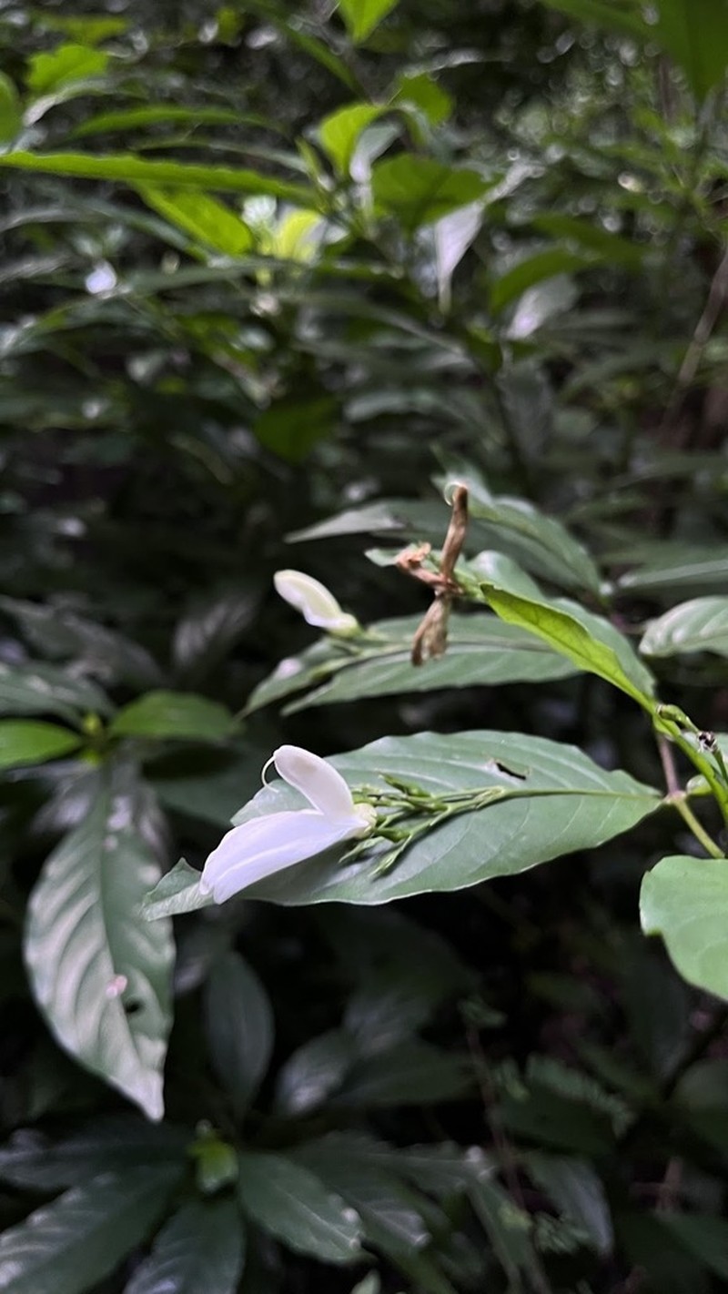 Phlogacanthus albiflorus photo 2