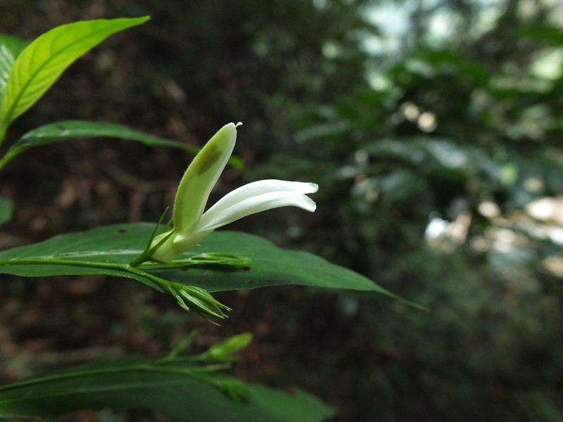 Phlogacanthus albiflorus photo 4
