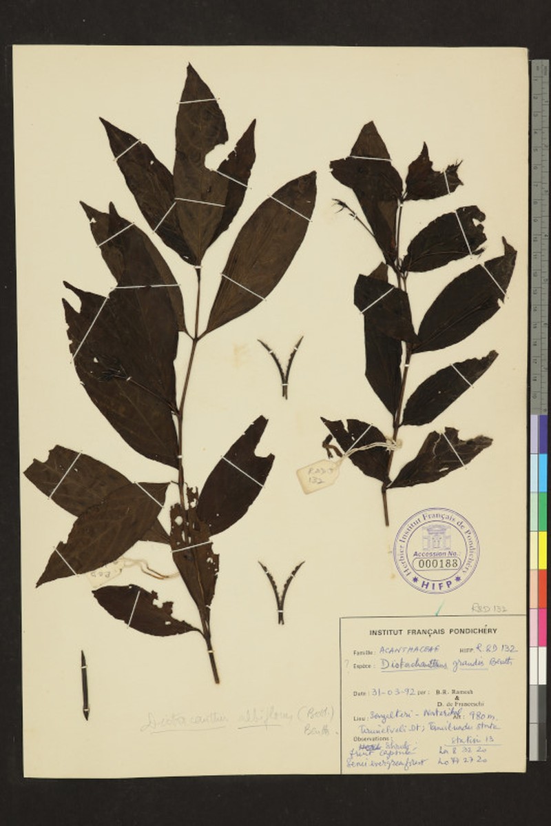 Phlogacanthus albiflorus photo 5