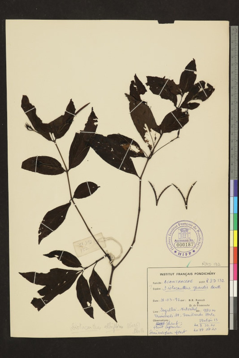 Phlogacanthus albiflorus photo 6