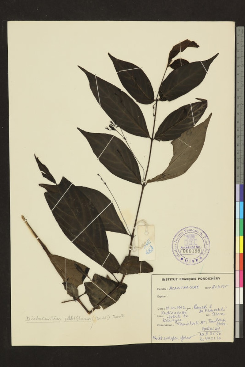 Phlogacanthus albiflorus photo 7