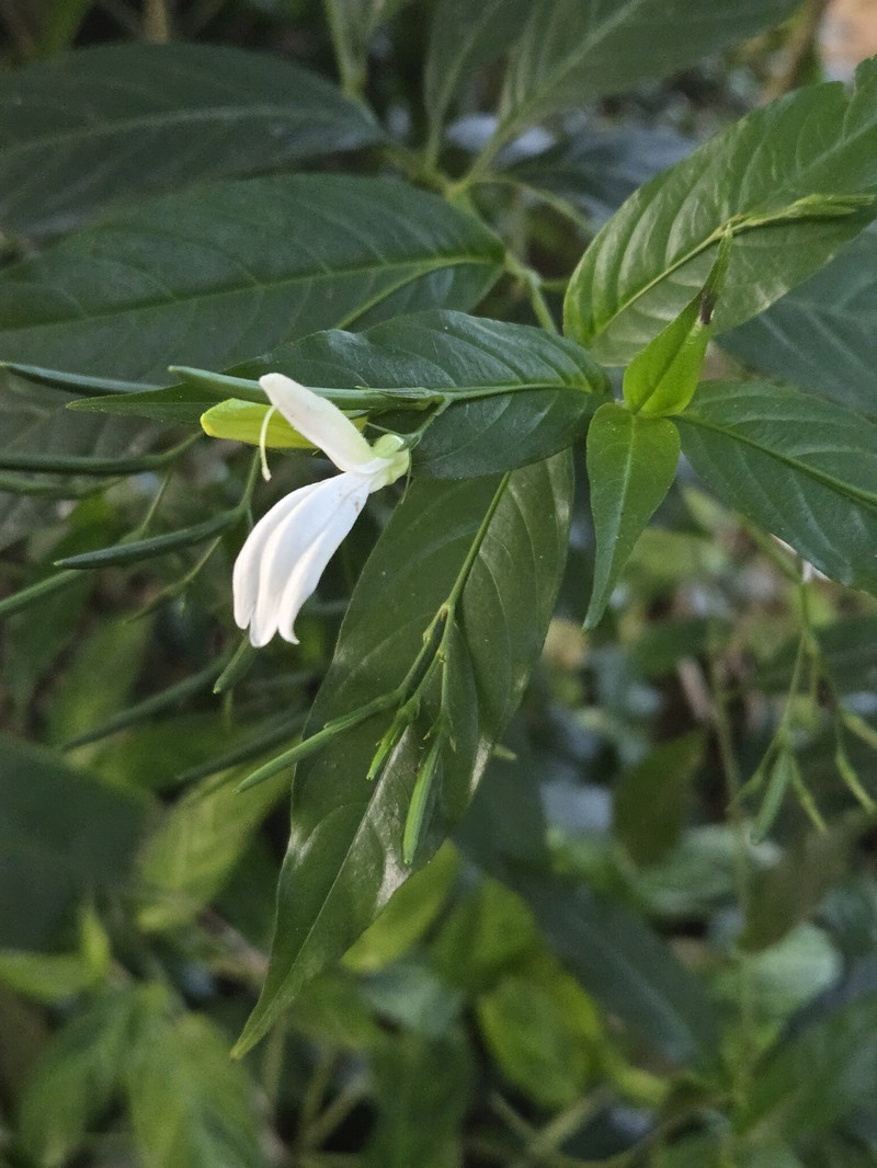 Phlogacanthus albiflorus