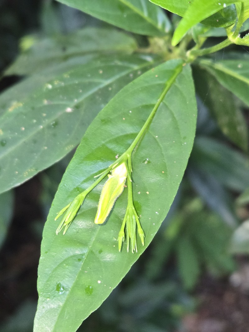 Phlogacanthus albiflorus photo 8