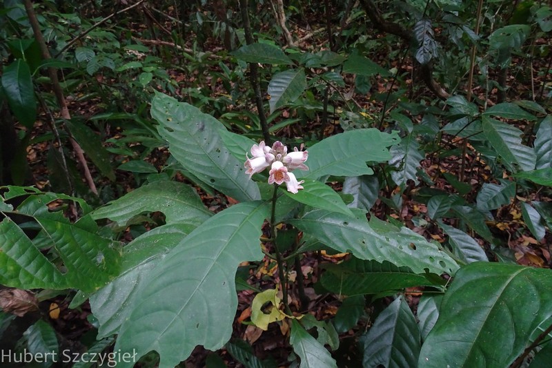 Phlogacanthus annamensis