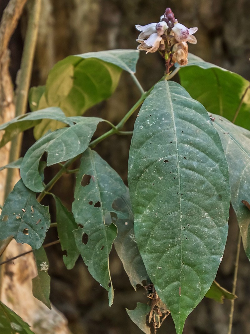 Phlogacanthus annamensis photo 2