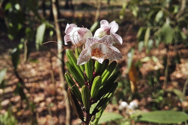 Phlogacanthus annamensis photo 4