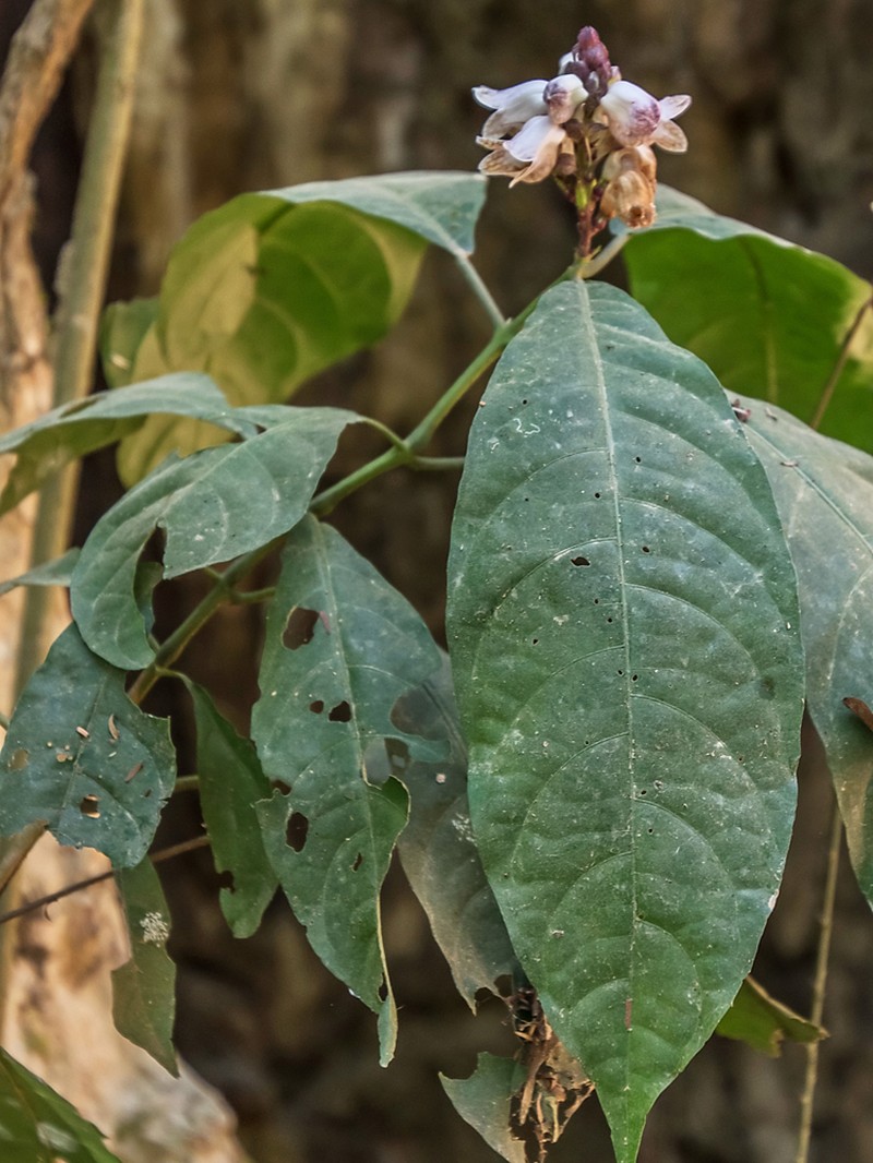 Phlogacanthus annamensis photo 6