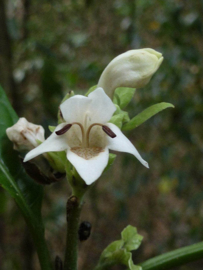 Phlogacanthus celebicus photo 2