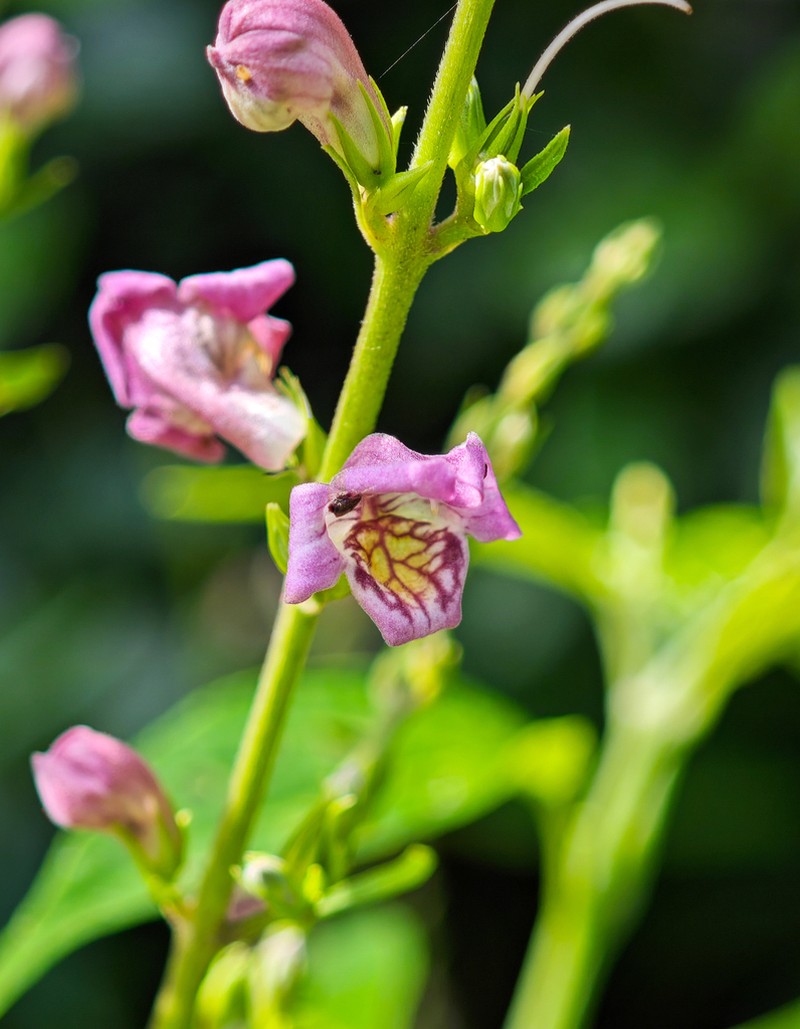 Phlogacanthus colaniae