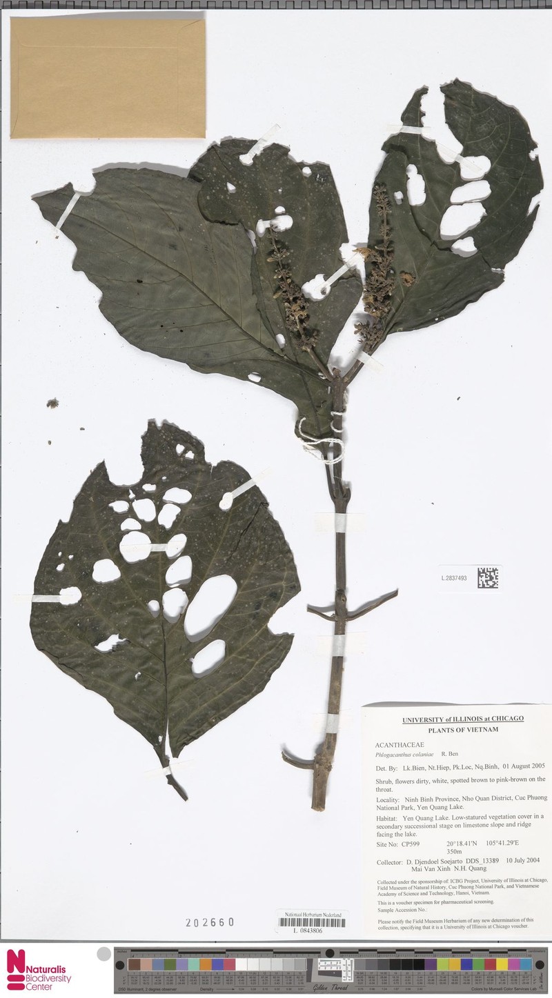 Phlogacanthus colaniae photo 2