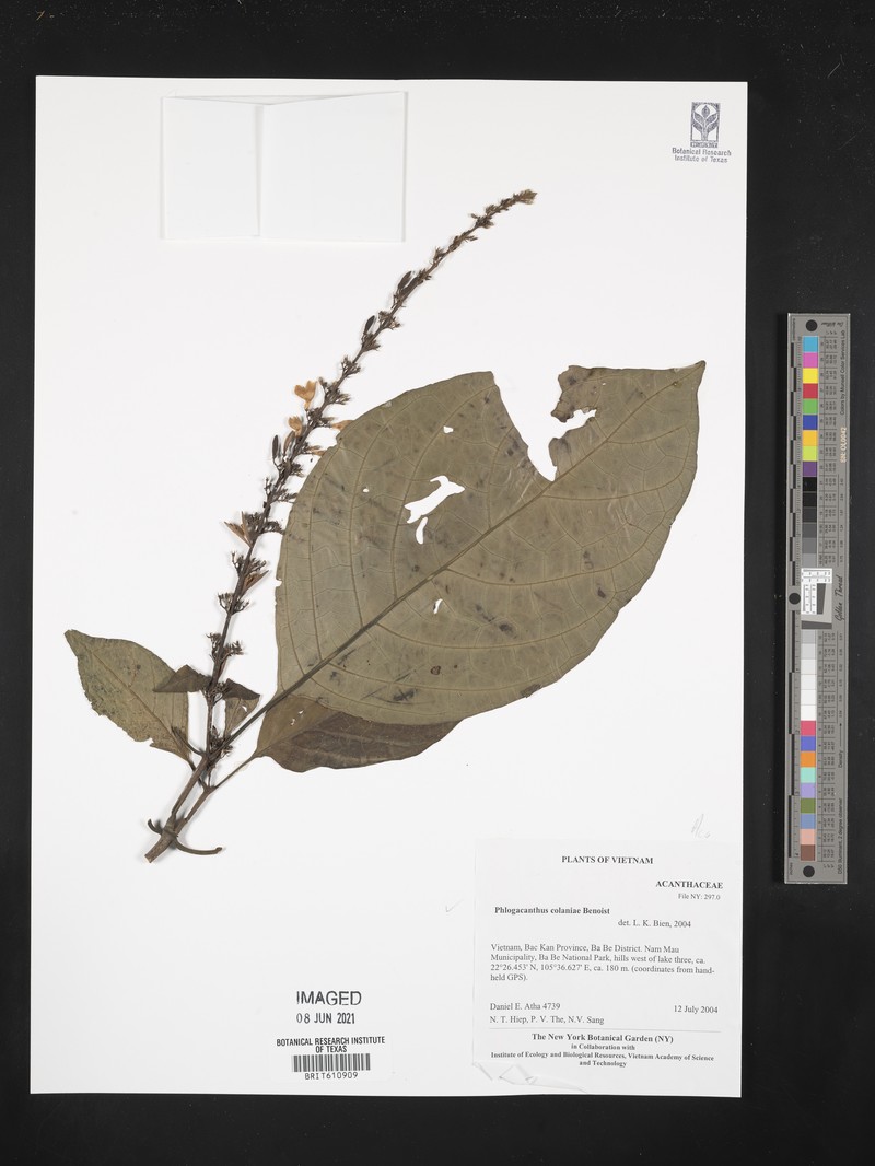 Phlogacanthus colaniae photo 3