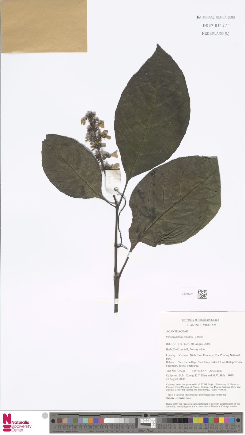 Phlogacanthus colaniae photo 4