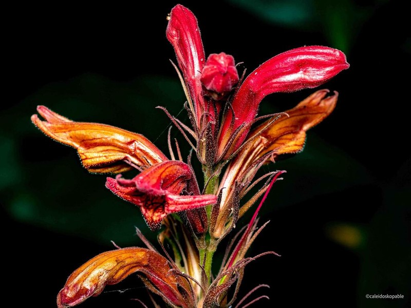 Phlogacanthus cornutus