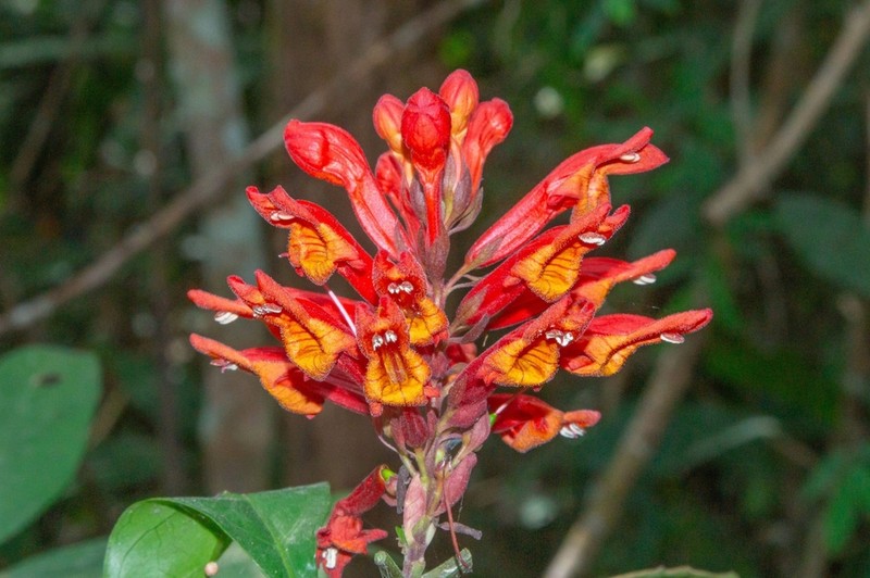 Phlogacanthus cornutus photo 2