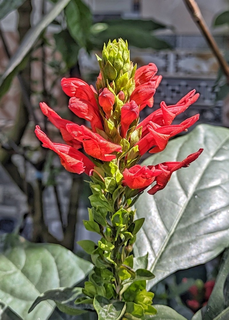 Phlogacanthus cornutus photo 3