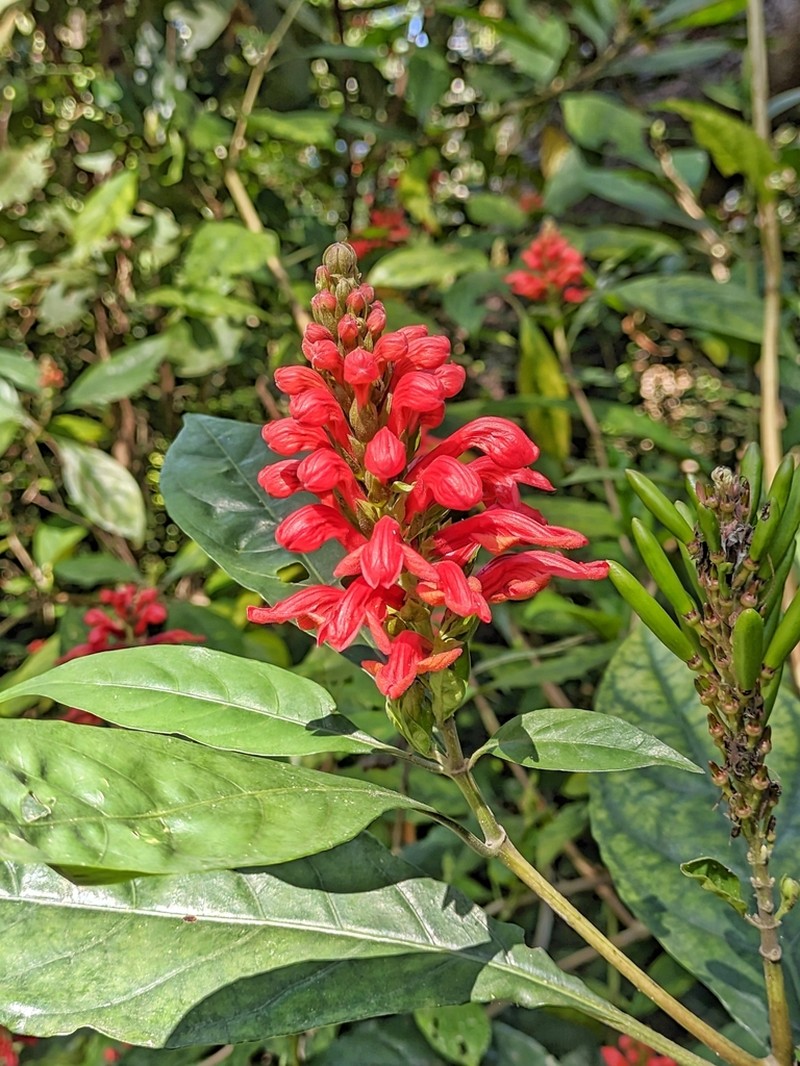 Phlogacanthus cornutus photo 4